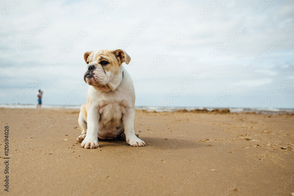 Bulldog relaxing on the beach