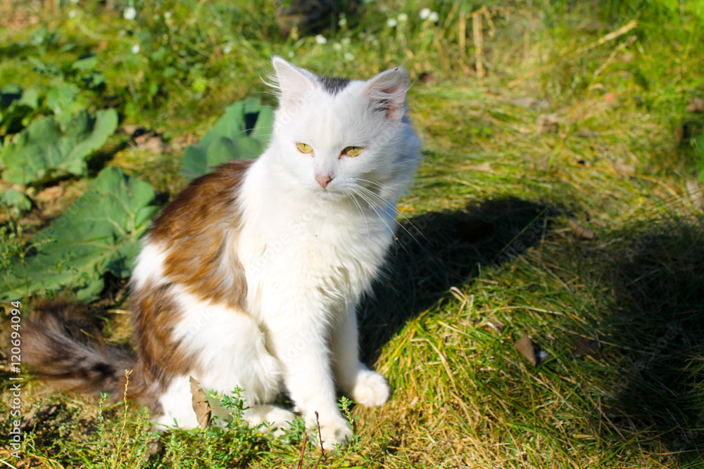 Cat sitting on green grass