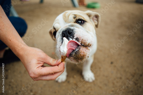 Bulldog eating a treat