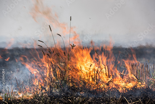 Global warming. Burning straw stubble field, which is a dangerous global warming. Smoke pollution photo