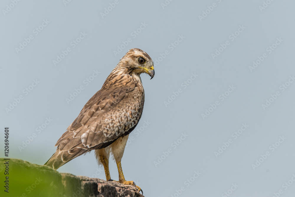 white eyed buzzard