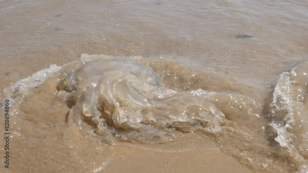 Scyphozoa phylum Cnidaria organism in the waves slow motion1920X1080 HD