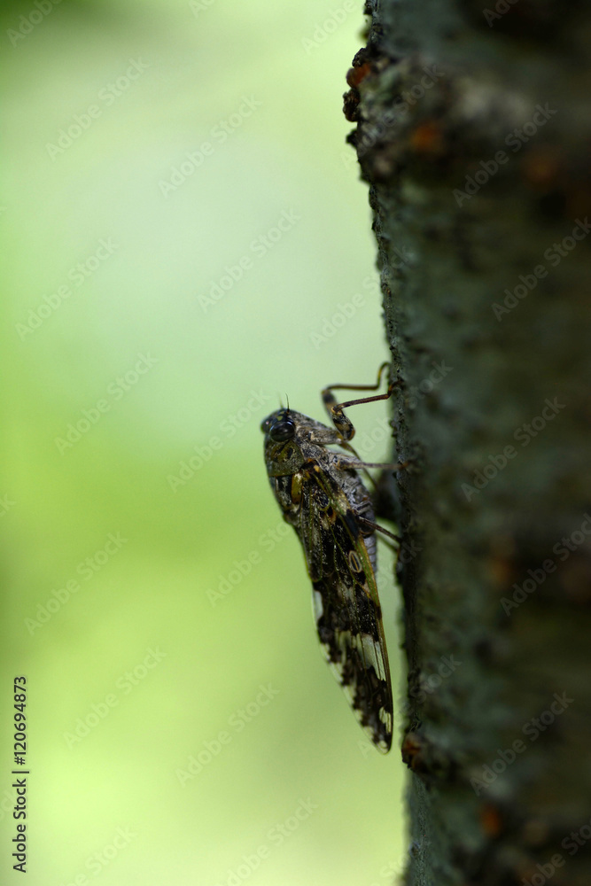 A Japanese small cicada-Platypleura kaempferi- perched on a cherry tree in July.