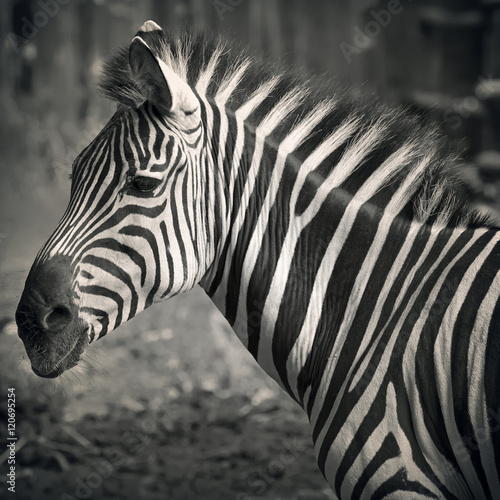 Beautiful zebra s head