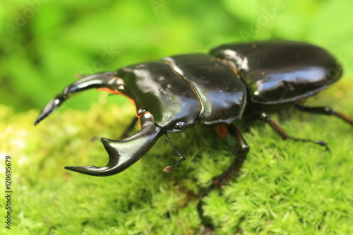 Photography Antaeus stag beetle (Dorcus antaeus) in India