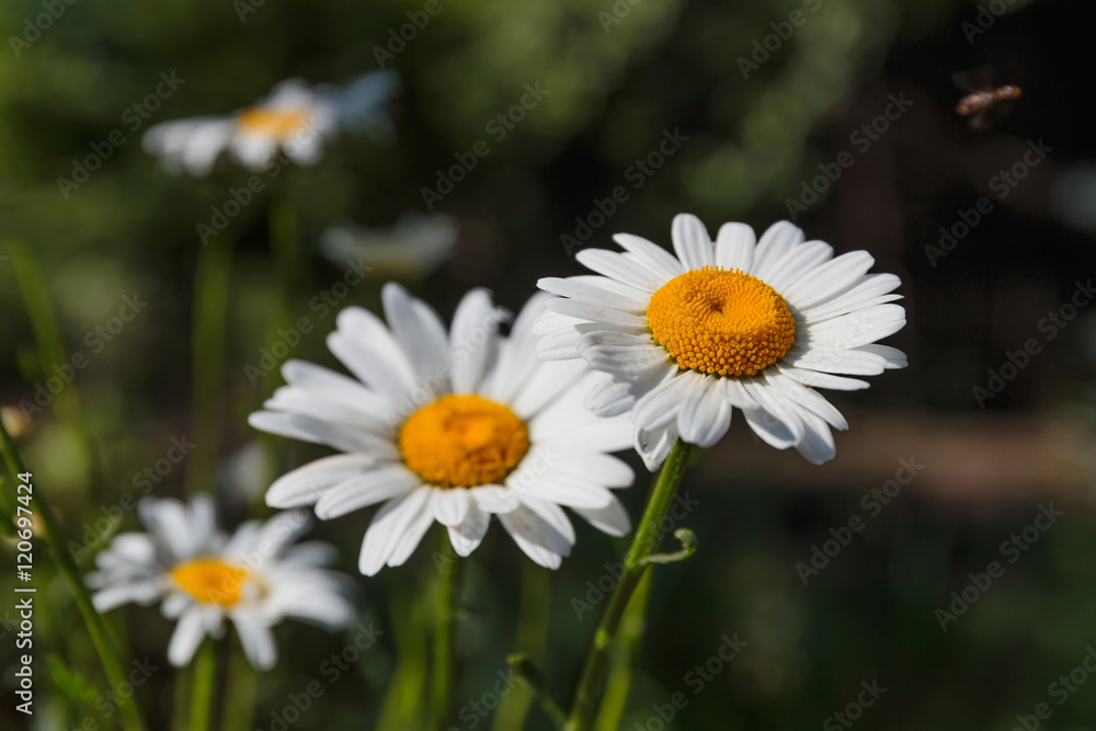 daisies in a field daisies in a field