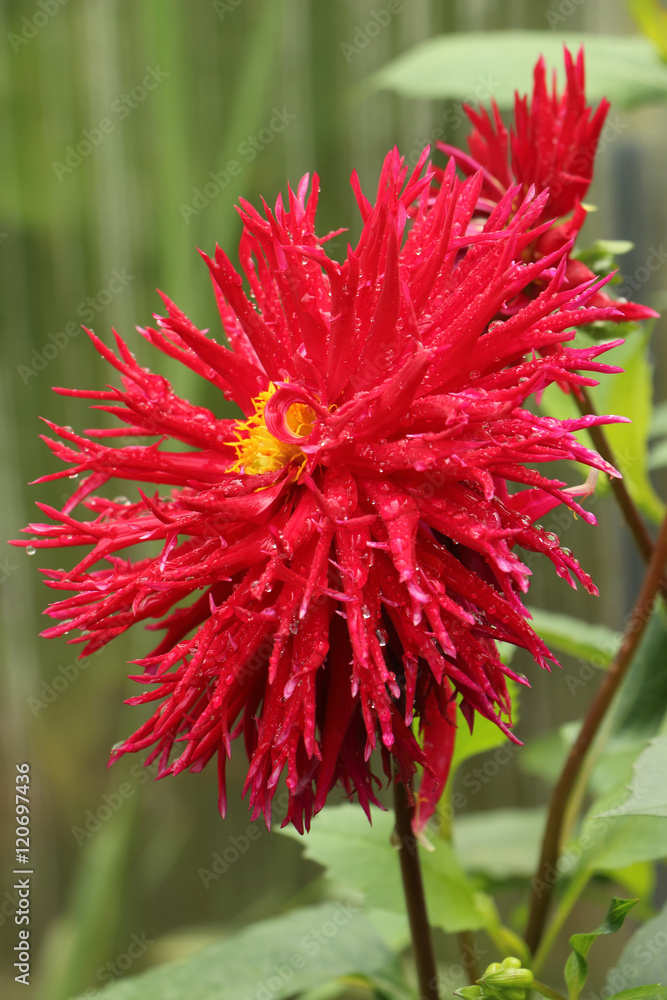 Aster, Dahlia, Lotus, card, background, texture, blur, drops Aster, Dahlia, Lotus, card, background, texture, blur, drops