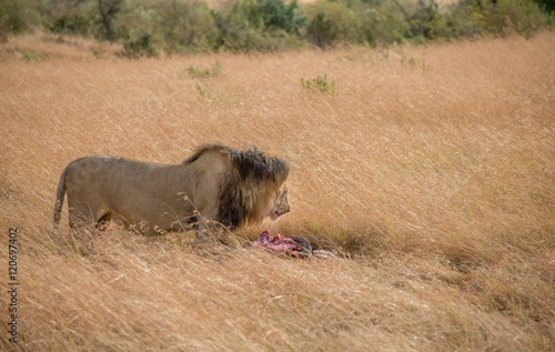 Lion Eating a Prey in Masai mara photo