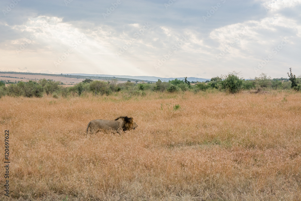 King Male Lion Portrait in Masai Mara , Kenya King Male Lion Portrait in Masai Mara , Kenya
