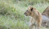 Lions pride and Cubs in Masai mara