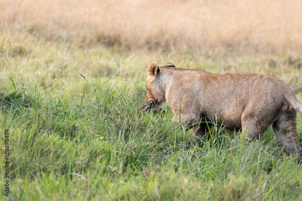 Lion Eating a Prey in Masai mara Lion Eating a Prey in Masai mara