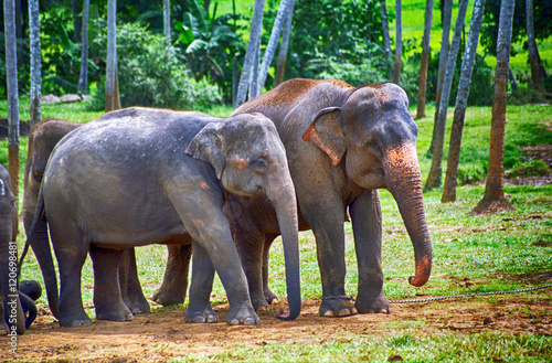 Elephants, Pinnewala, Sri Lanka