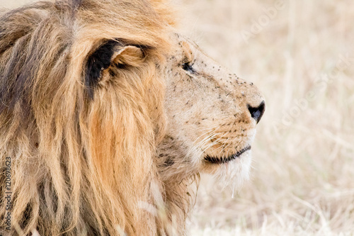 Fototapeta Naklejka Na Ścianę i Meble -  King Male Lion Portrait in Masai Mara , Kenya