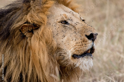 King Male Lion Portrait in Masai Mara   Kenya