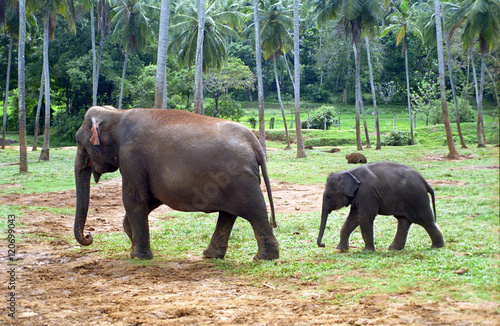 Elephants, Pinnewala, Sri Lanka