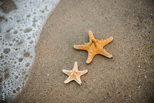 two starfish on the shore of the sea