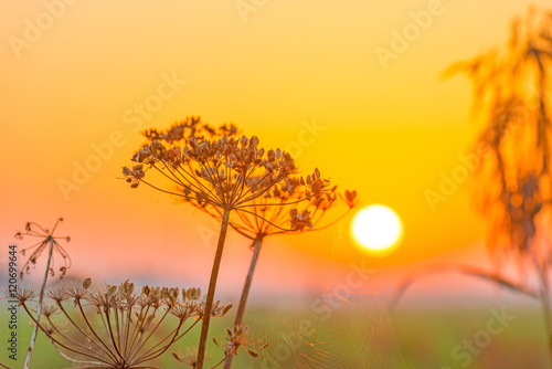 Wild flowers along a field at sunrise