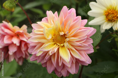 Aster  Dahlia  Lotus  card  background  texture  blur  drops