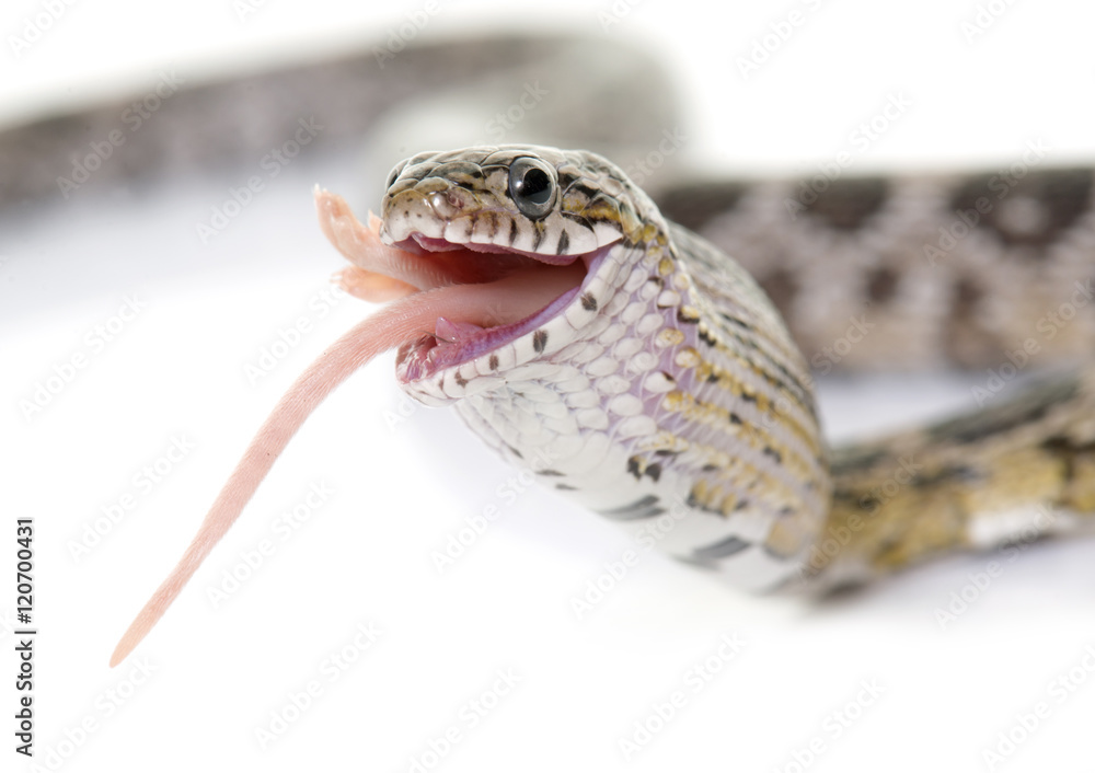 Naklejka premium corn snake eating mouse