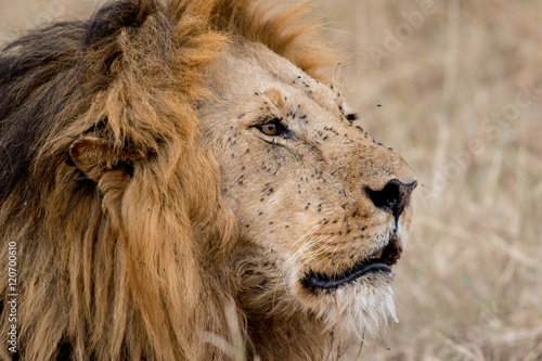 King Male Lion Portrait in Masai Mara   Kenya