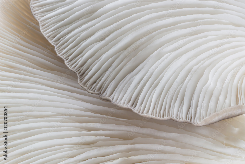 Obraz premium abstract background macro image of mushroom, Sajor-caju Mushroom