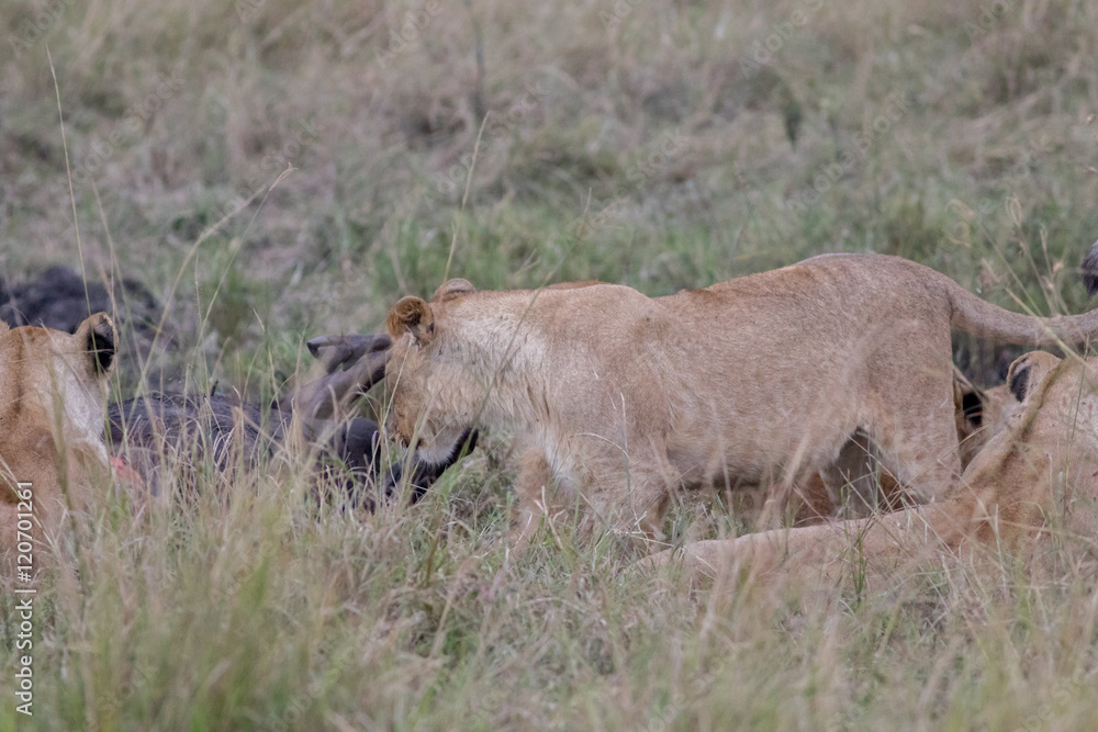 Lion Eating a Prey in Masai mara Lion Eating a Prey in Masai mara