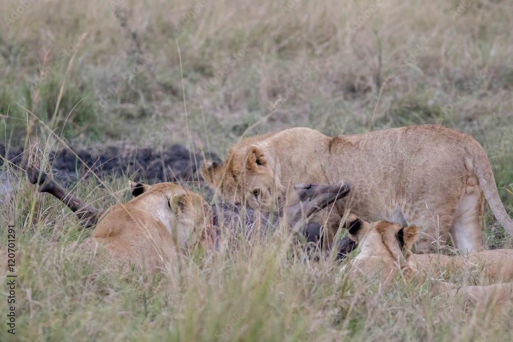 Fototapeta premium Lion Eating a Prey in Masai mara