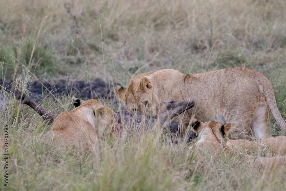 Fototapeta premium Lion Eating a Prey in Masai mara