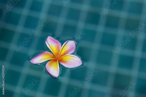 Fototapeta Naklejka Na Ścianę i Meble -  Flower floating on swimming pool water, outdoor day light