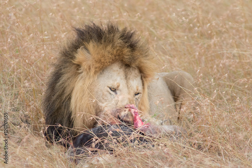 Lion Eating a Prey in Masai mara