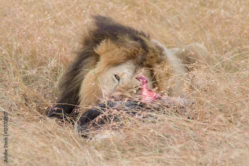 Lion Eating a Prey in Masai mara photo