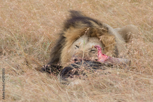 Lion Eating a Prey in Masai mara photo