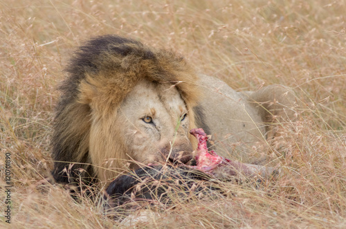 Lion Eating a Prey in Masai mara photo