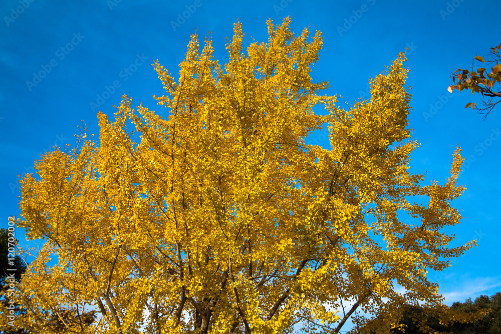 Fototapeta premium 銀杏 