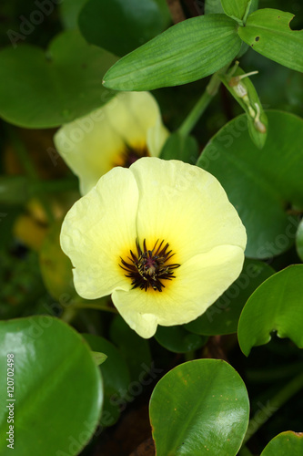 Water Poppy