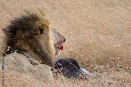 Lion Eating a Prey in Masai mara