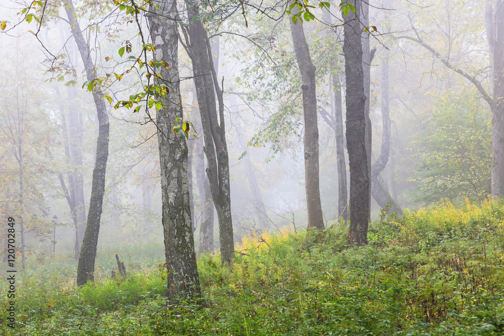 Morning fog in forest