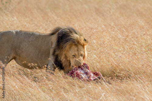 Fototapeta Naklejka Na Ścianę i Meble -  Lion Eating a Prey in Masai mara