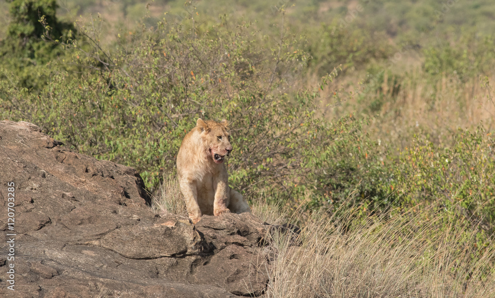 Lioness in the Wilderness of Masai mara , Kenya ,Africa Lioness in the Wilderness of Masai mara , Kenya ,Africa