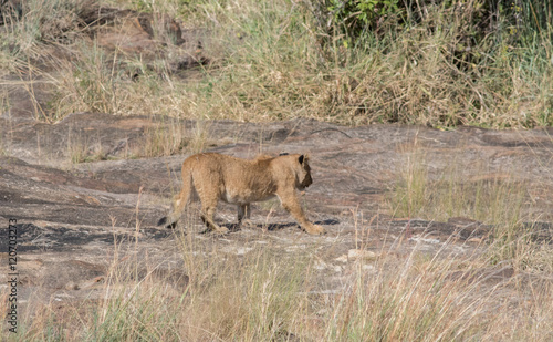 Lioness in the Wilderness of Masai mara , Kenya  ,Africa © AhmedElSheikh