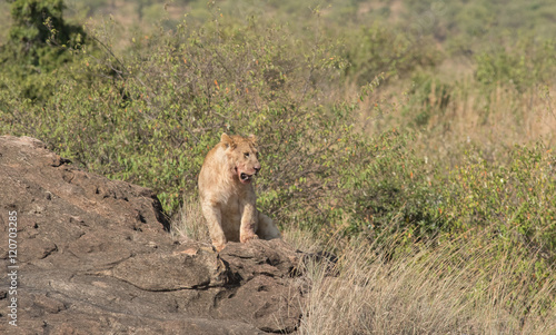 Lioness in the Wilderness of Masai mara , Kenya ,Africa