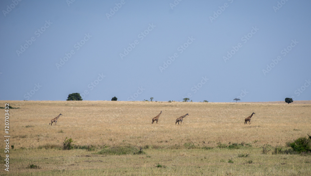 Girrafes in Masai mara Girrafes in Masai mara