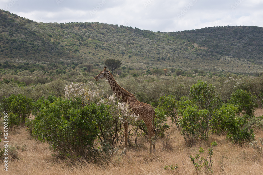 Obraz premium Girrafes in Masai mara