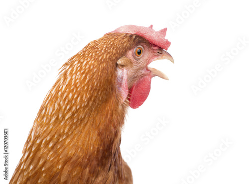 close up chicken head isolated white