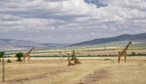 Fototapeta Naklejka Na Ścianę i Meble -  Girrafes in Masai mara