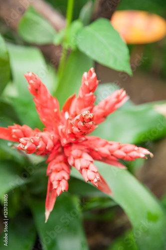 red flower bud