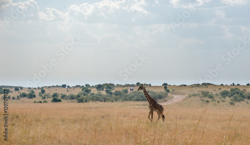 Girrafes in Masai mara