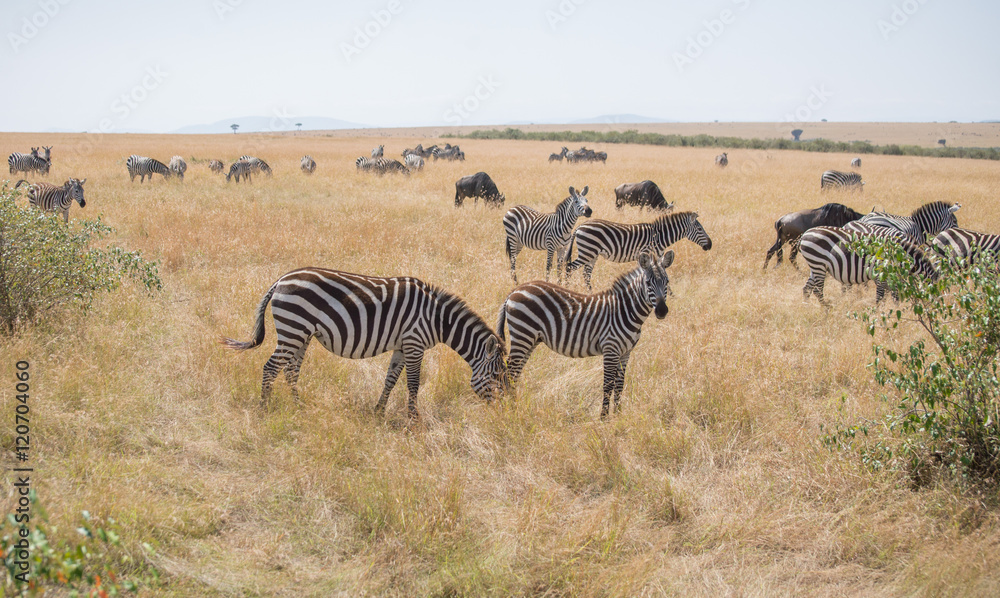 Obraz premium Beautiful Herd in the nature of Masai mara ,kenya, africa