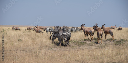 Beautiful Herd in the nature of Masai mara  kenya  africa