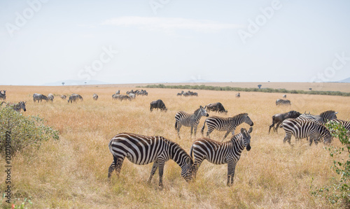 Beautiful Herd in the nature of Masai mara  kenya  africa